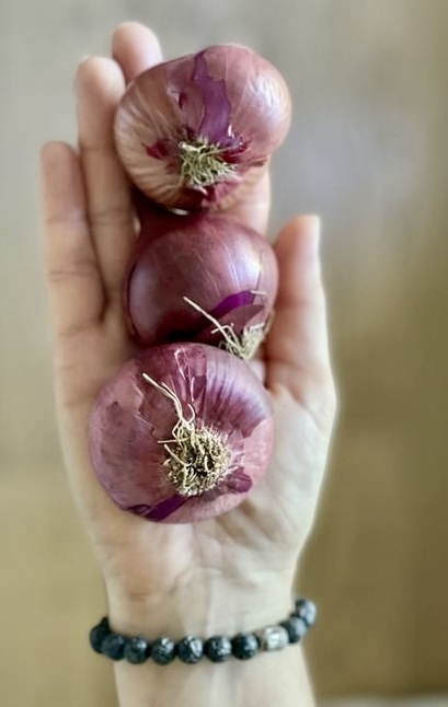 Drei rote Zwiebeln auf einer Hand.